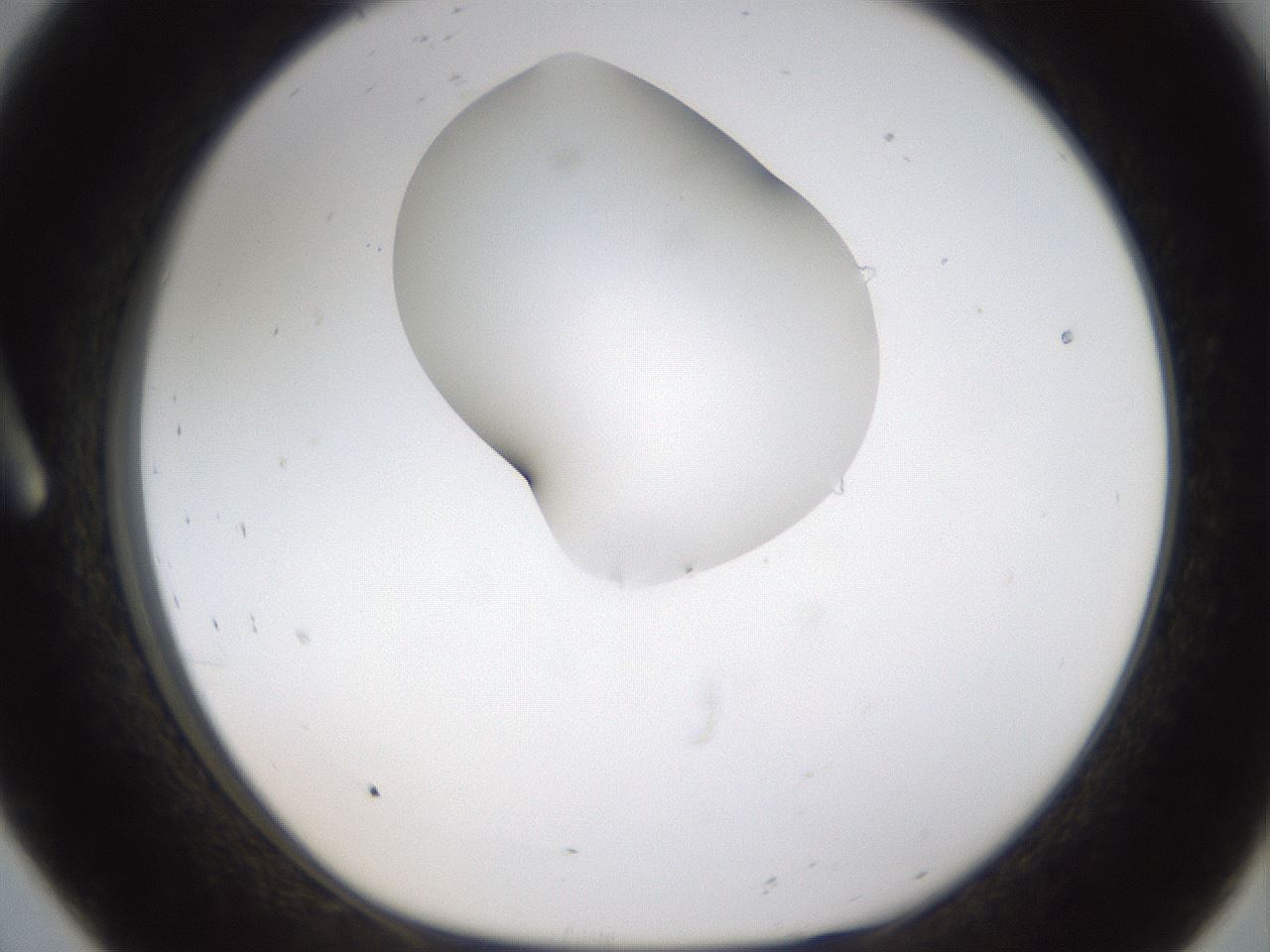 folderID274_plateID1274_batchID4175_wellNum8_profileID1_d1_r76038_ef.jpg