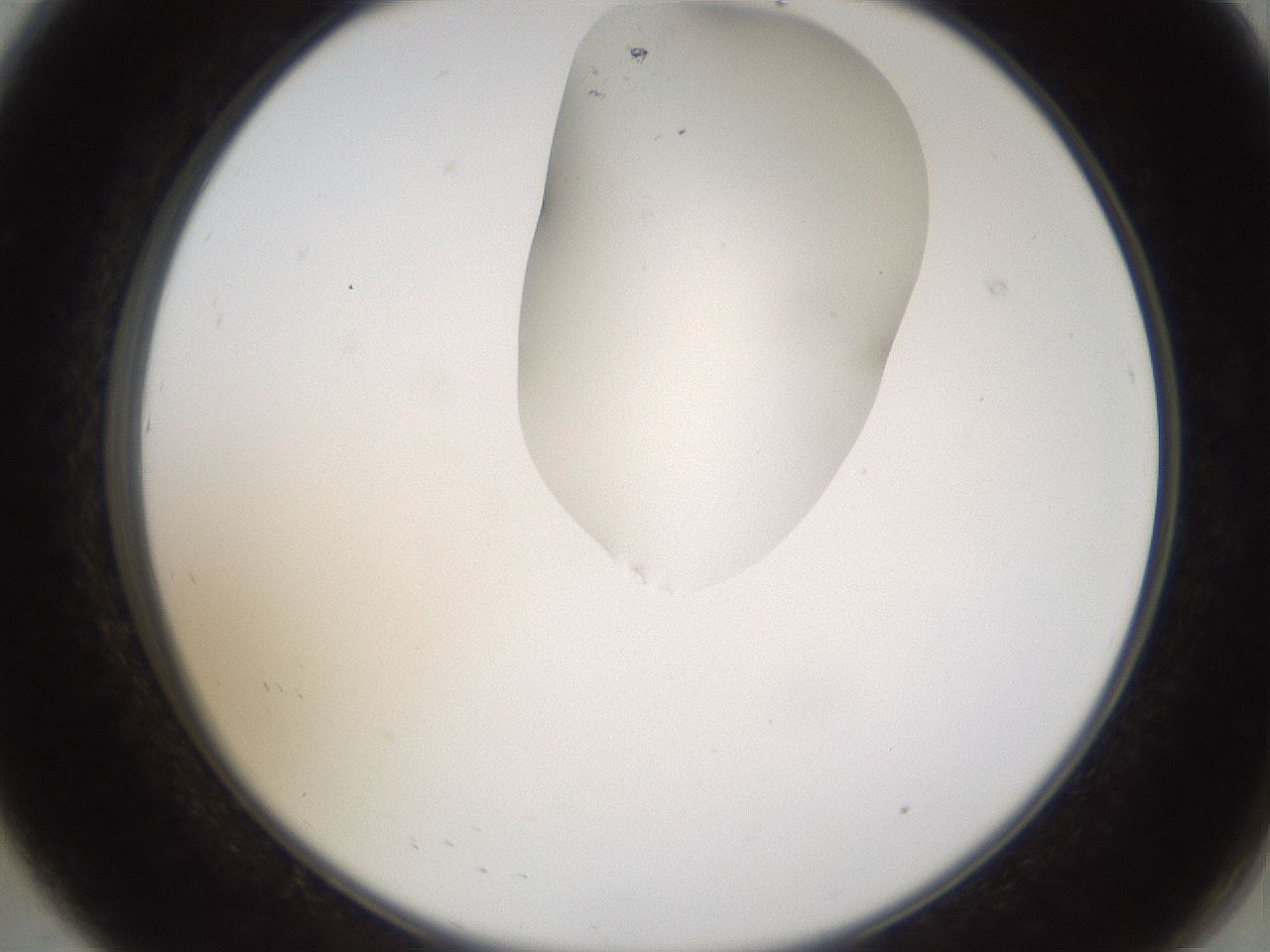 folderID274_plateID1274_batchID4175_wellNum8_profileID1_d2_r76039_ef.jpg