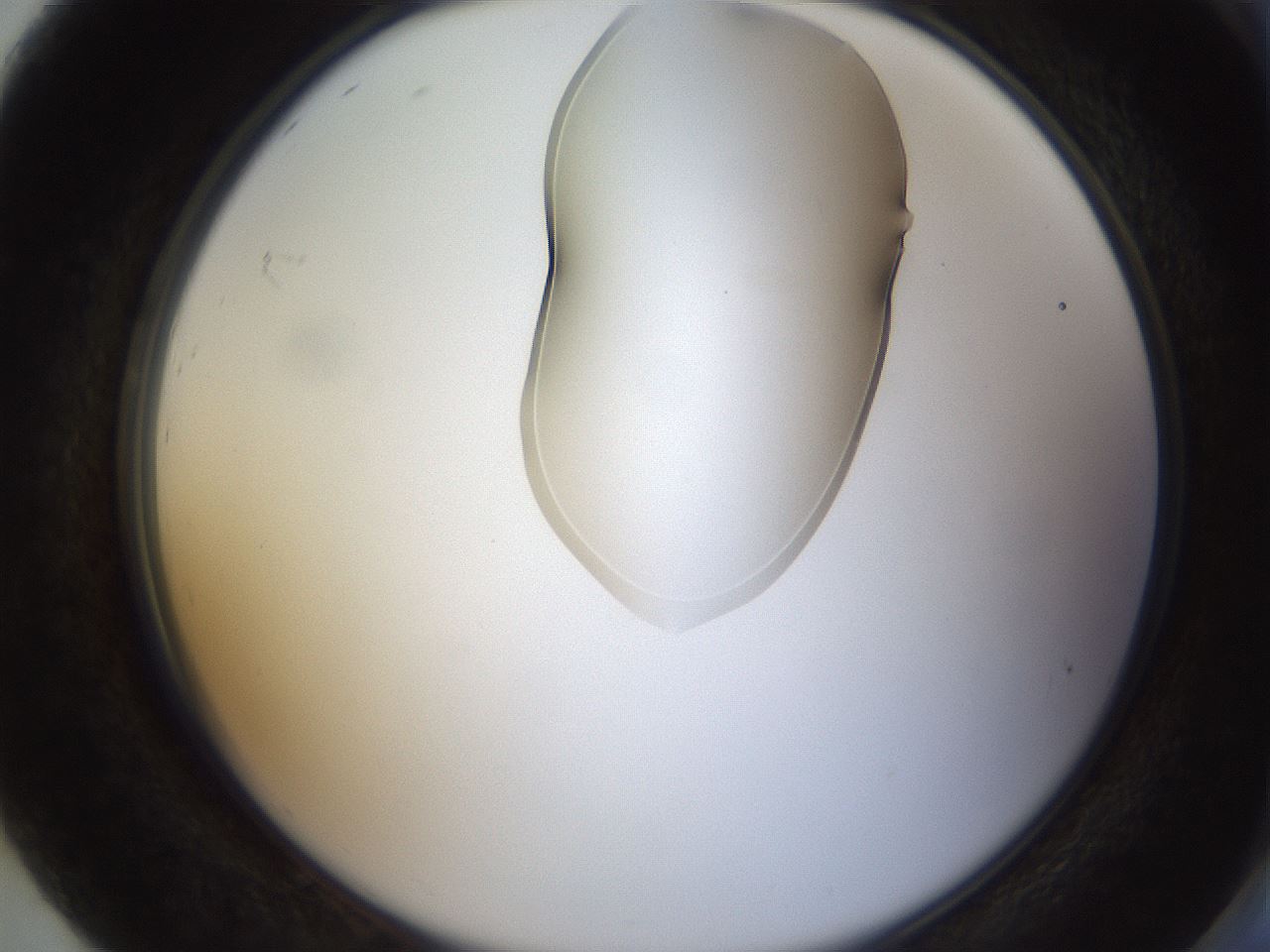 folderID274_plateID1274_batchID4175_wellNum92_profileID1_d2_r76207_ef.jpg