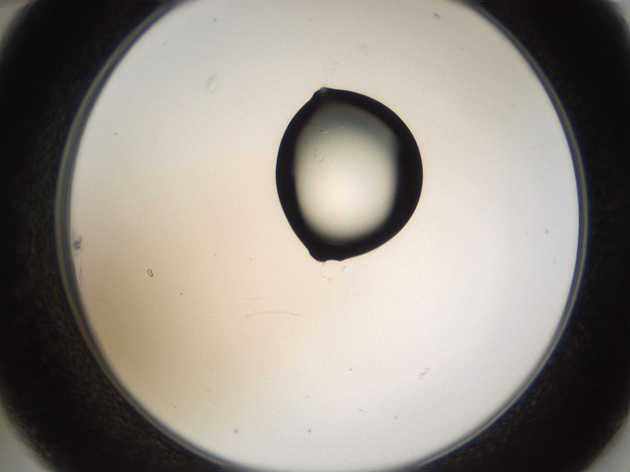 folderID275_plateID1275_batchID4177_wellNum22_profileID1_d2_r76643_ef.jpg