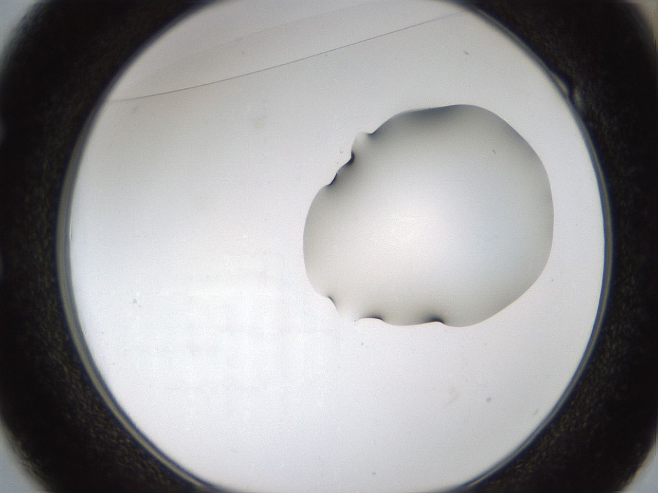 folderID275_plateID1275_batchID4177_wellNum49_profileID1_d1_r76696_ef.jpg