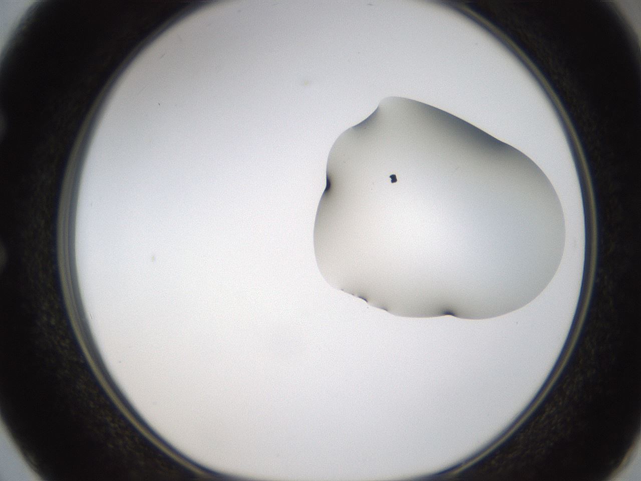 folderID275_plateID1275_batchID4177_wellNum50_profileID1_d1_r76698_ef.jpg