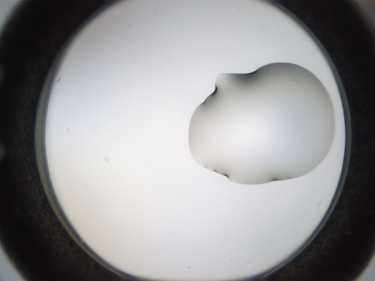 folderID275_plateID1275_batchID4177_wellNum51_profileID1_d1_r76700_ef.jpg
