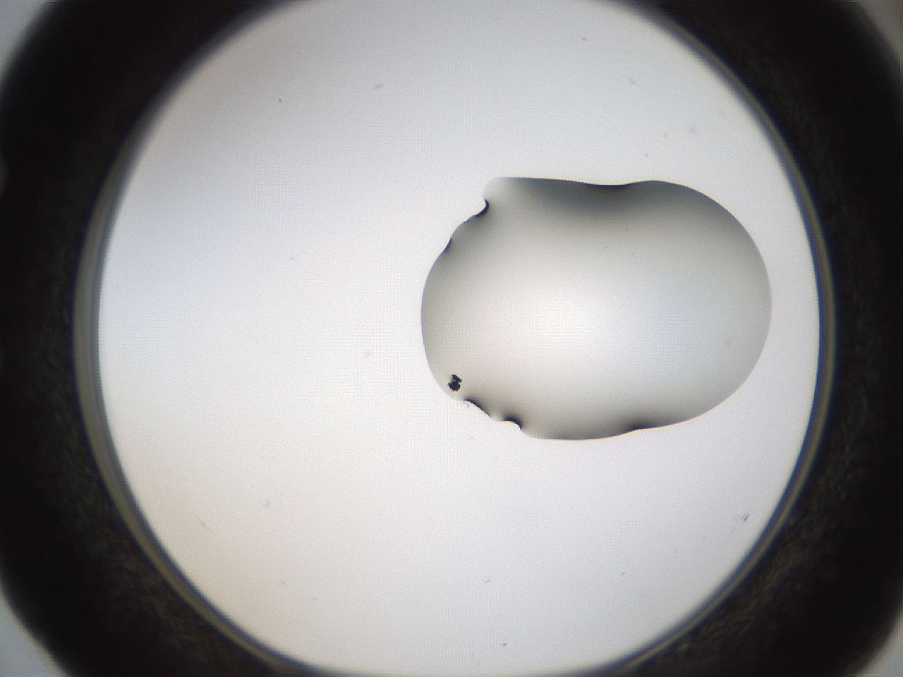 folderID275_plateID1275_batchID4177_wellNum52_profileID1_d1_r76702_ef.jpg