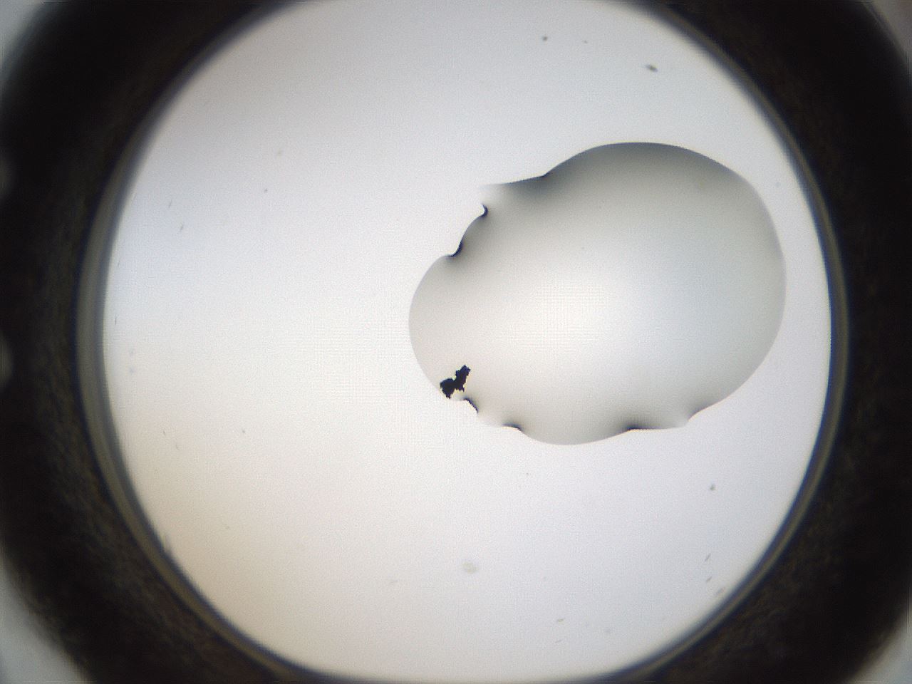 folderID275_plateID1275_batchID4177_wellNum54_profileID1_d1_r76706_ef.jpg