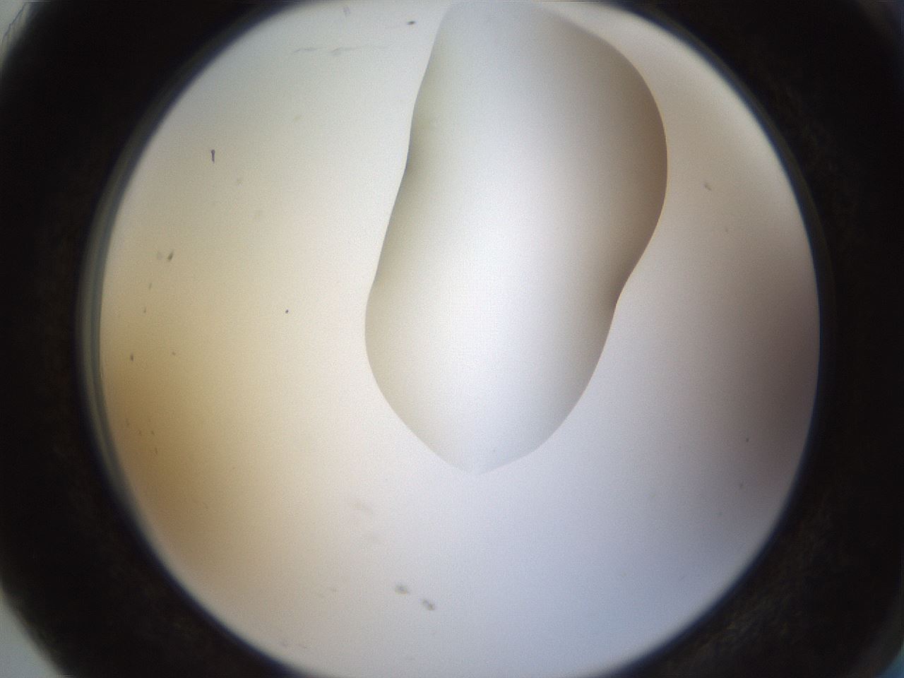 folderID274_plateID1274_batchID4175_wellNum91_profileID1_d2_r76205_ef.jpg