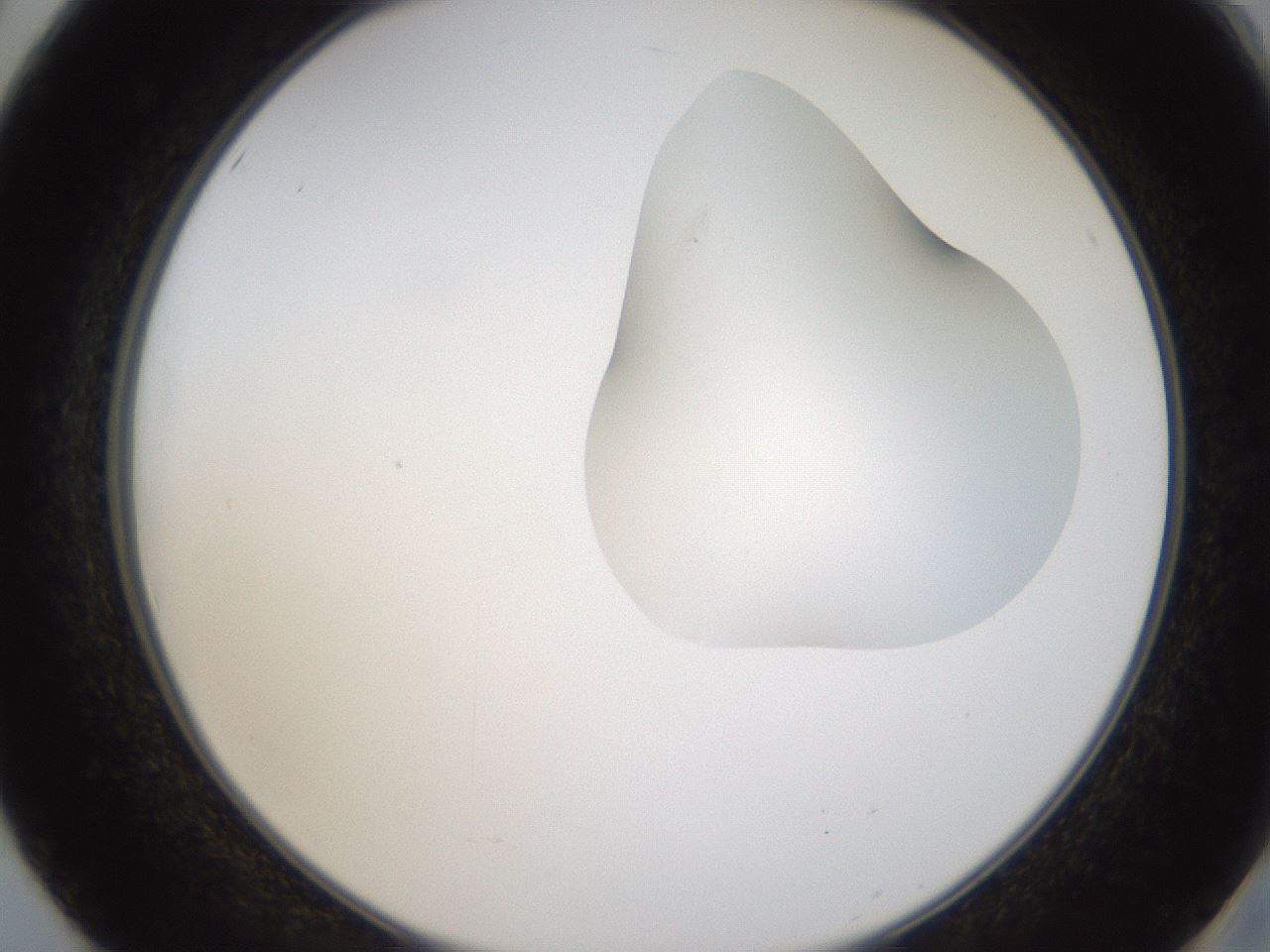 folderID275_plateID1275_batchID4177_wellNum50_profileID1_d2_r76699_ef.jpg