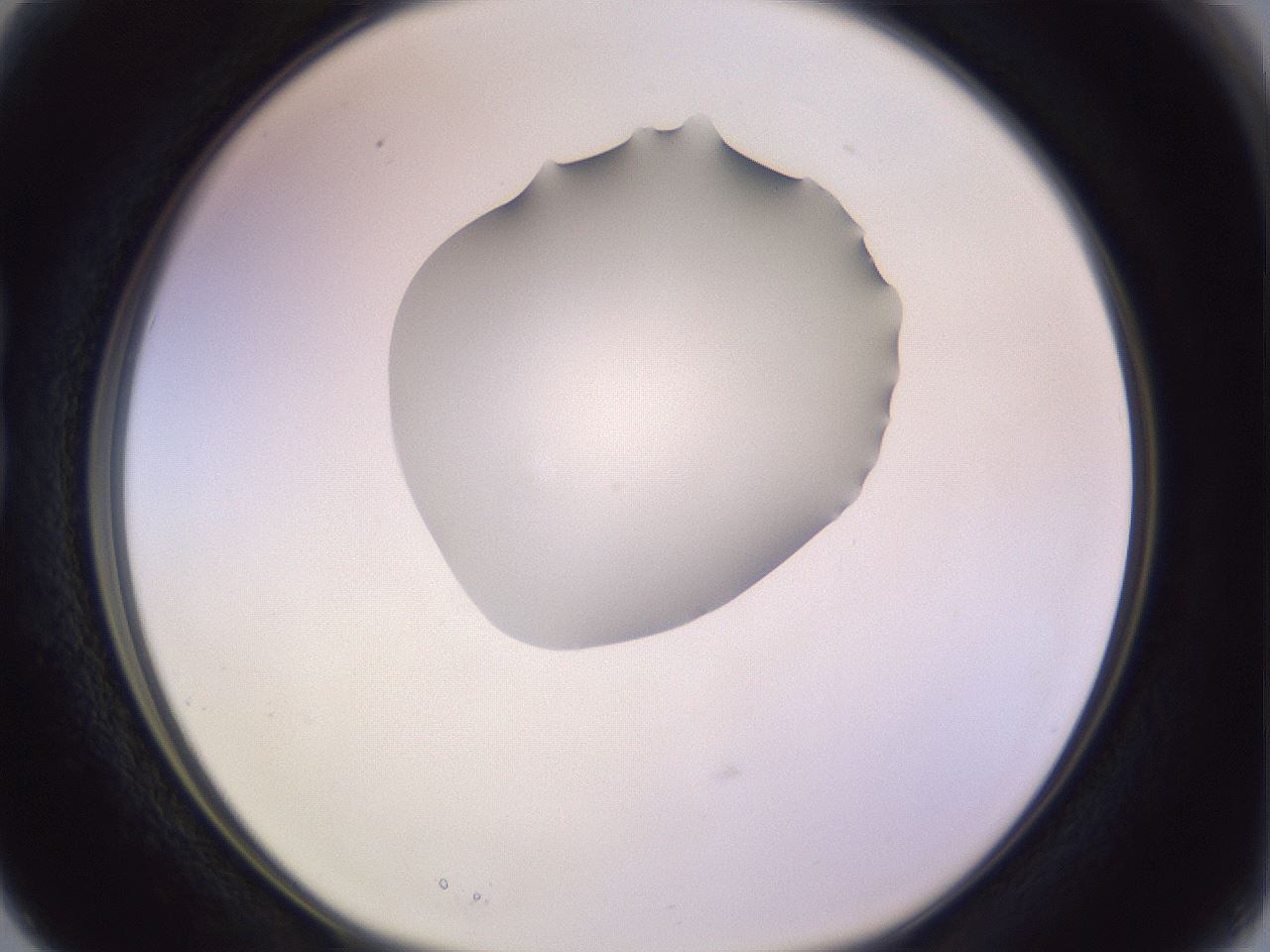 folderID276_plateID1276_batchID4164_wellNum15_profileID1_d1_r72980_ef.jpg