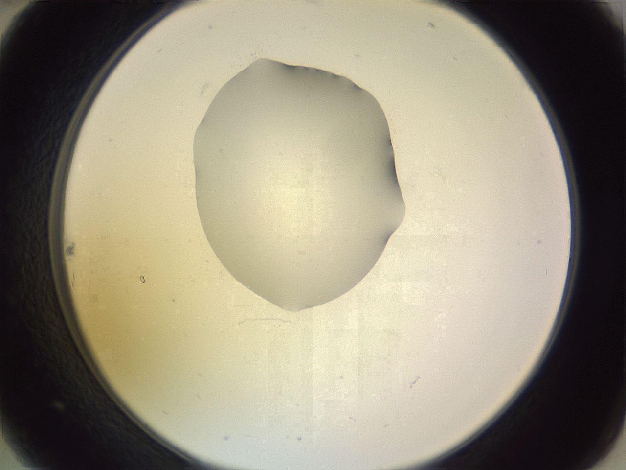 folderID276_plateID1276_batchID4164_wellNum22_profileID1_d2_r72995_ef.jpg