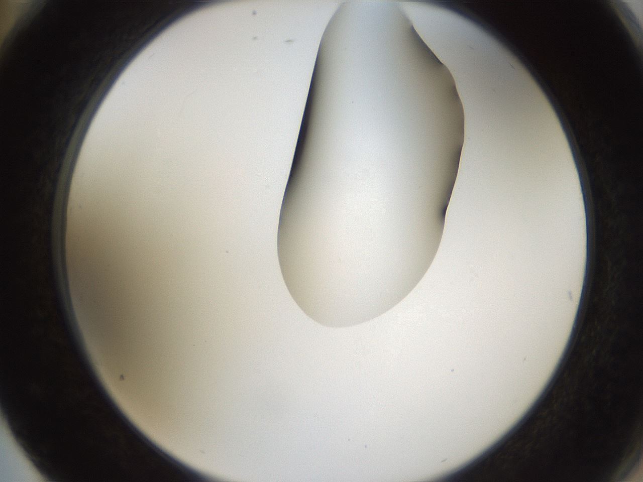 folderID275_plateID1275_batchID4177_wellNum76_profileID1_d2_r76751_ef.jpg