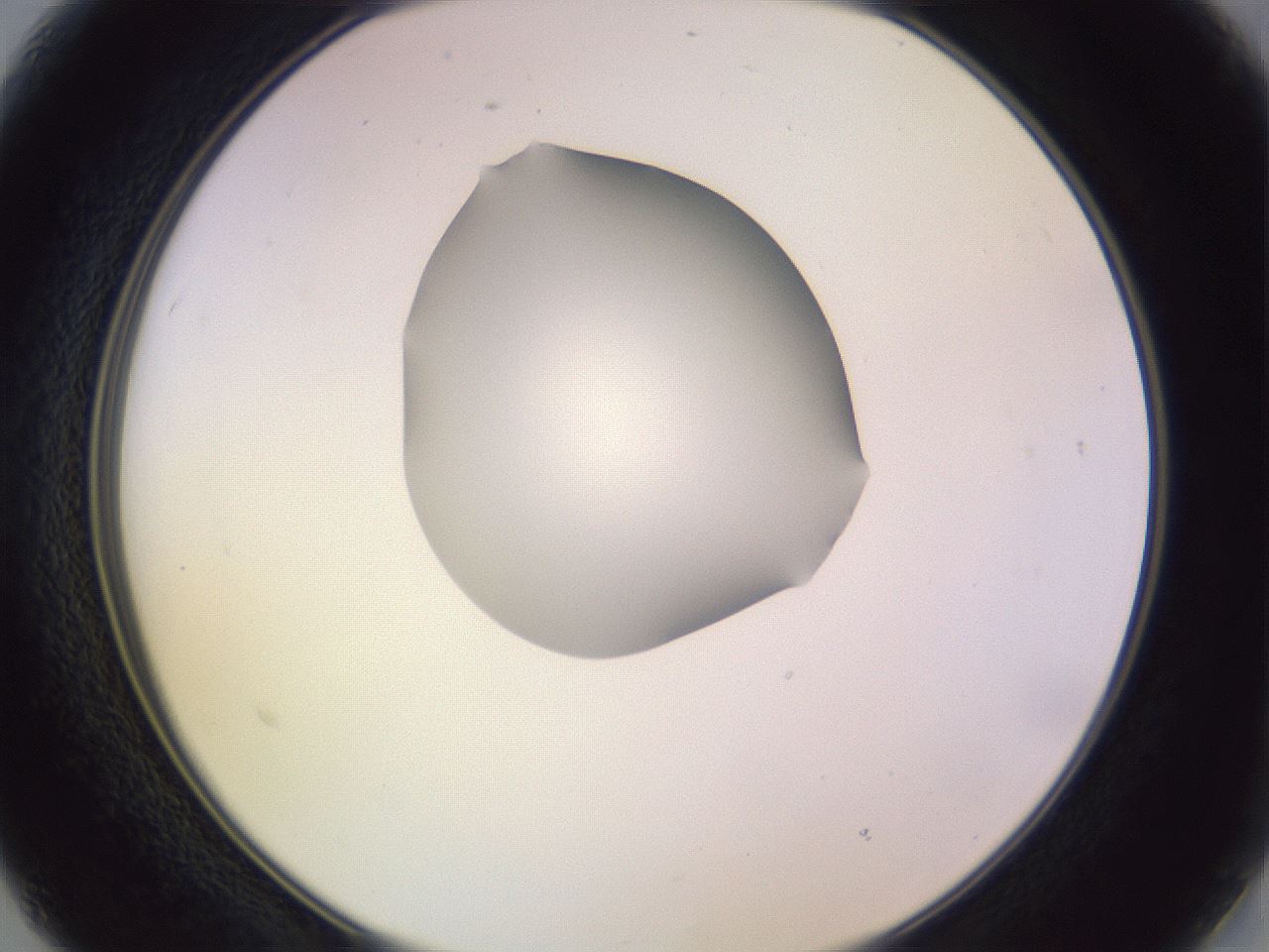 folderID276_plateID1276_batchID4164_wellNum15_profileID1_d2_r72981_ef.jpg