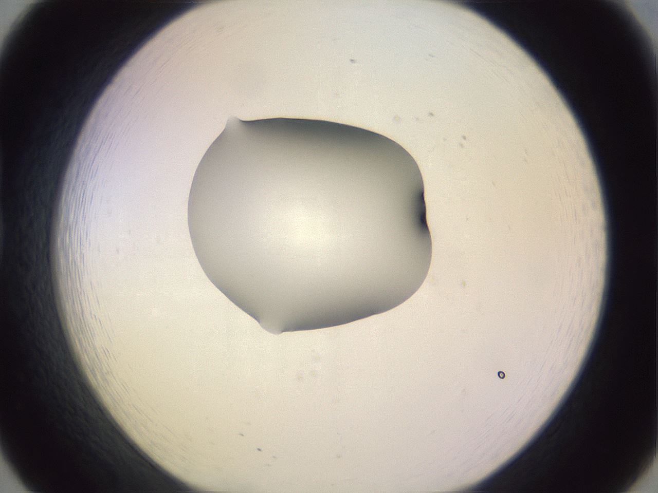 folderID276_plateID1276_batchID4164_wellNum20_profileID1_d1_r72990_ef.jpg