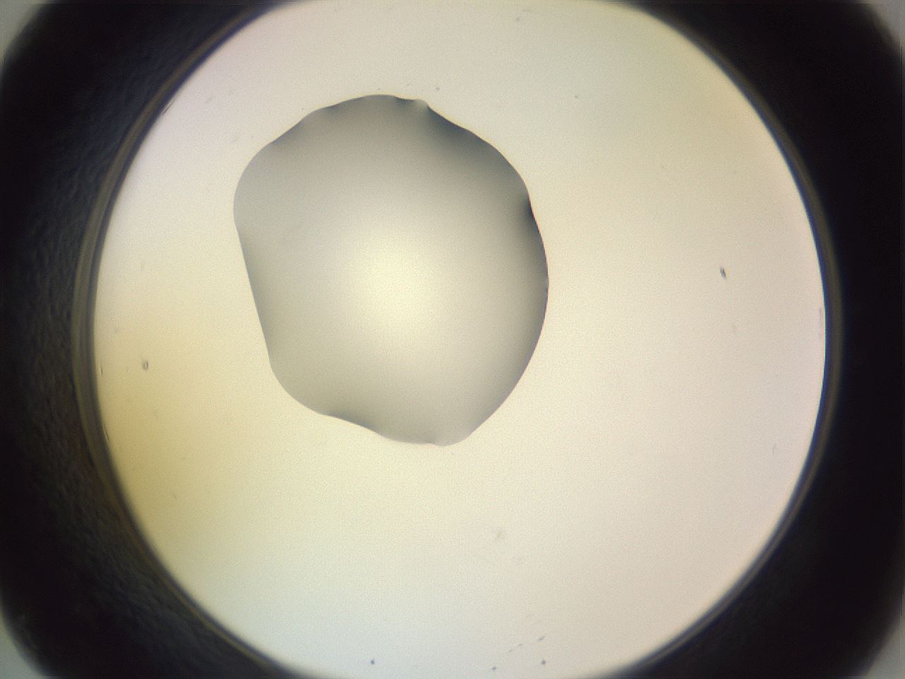 folderID276_plateID1276_batchID4164_wellNum20_profileID1_d2_r72991_ef.jpg