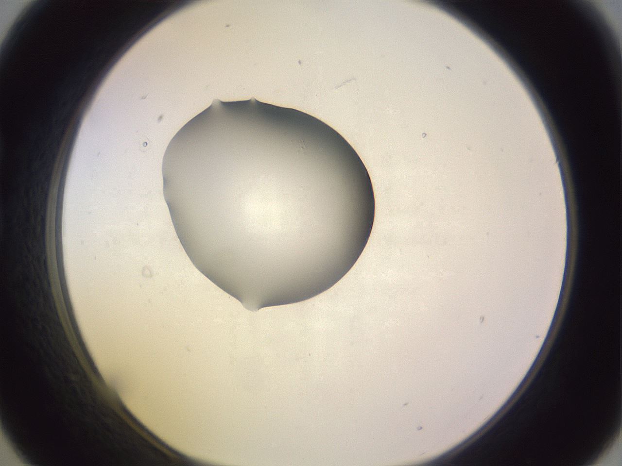 folderID276_plateID1276_batchID4164_wellNum21_profileID1_d1_r72992_ef.jpg