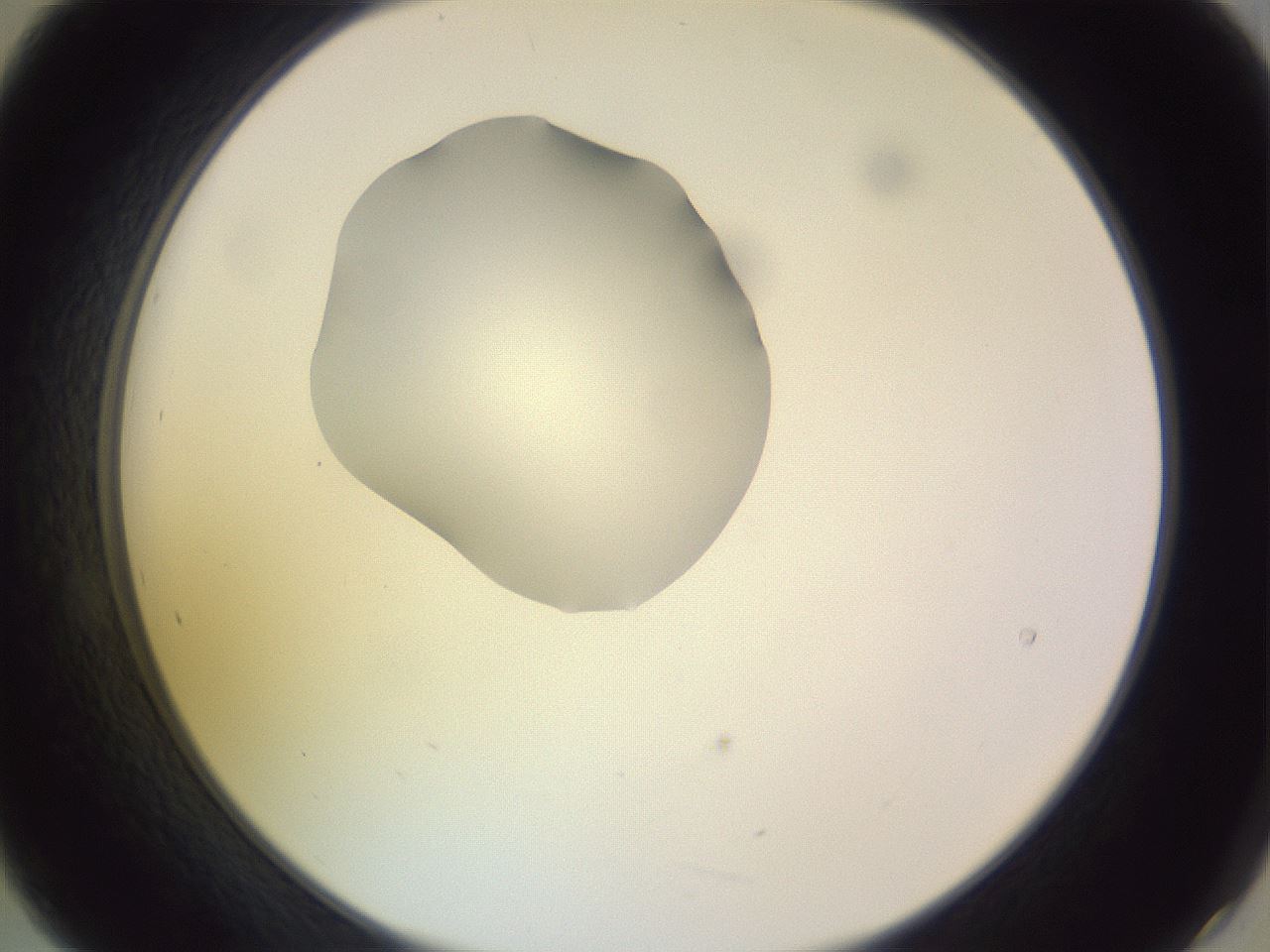 folderID276_plateID1276_batchID4164_wellNum21_profileID1_d2_r72993_ef.jpg