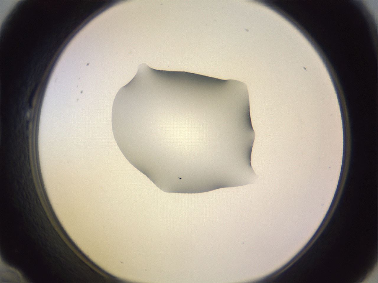 folderID276_plateID1276_batchID4164_wellNum22_profileID1_d1_r72994_ef.jpg