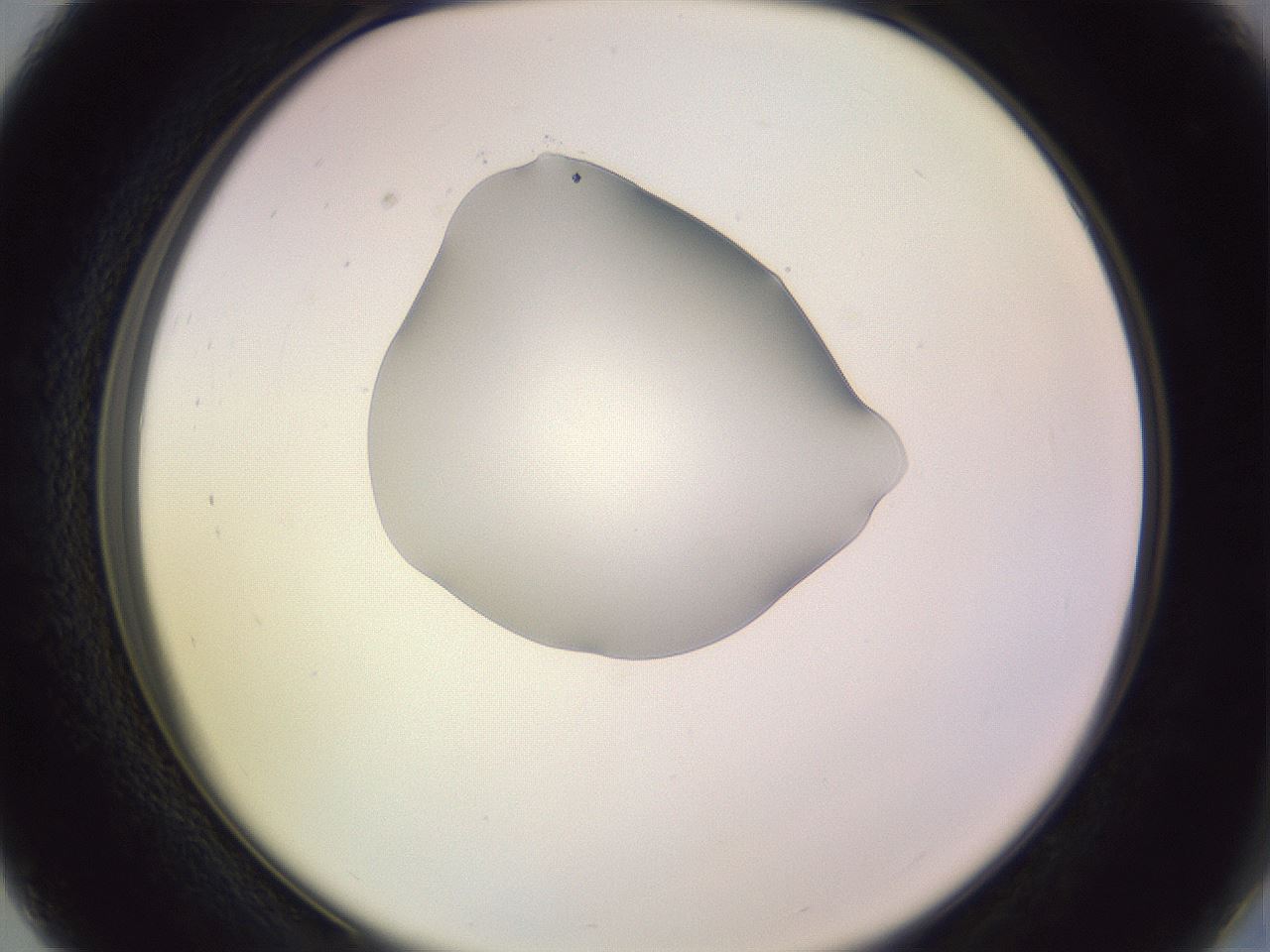 folderID276_plateID1276_batchID4164_wellNum27_profileID1_d2_r73005_ef.jpg