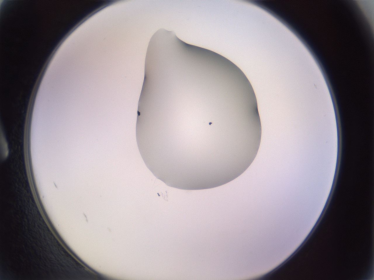 folderID276_plateID1276_batchID4164_wellNum2_profileID1_d1_r72954_ef.jpg