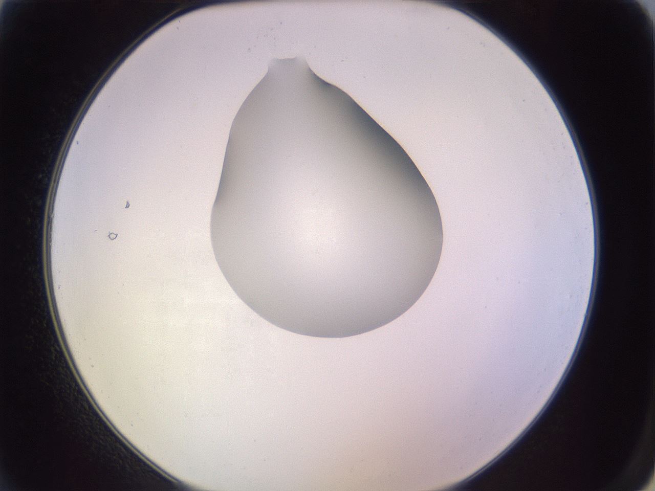folderID276_plateID1276_batchID4164_wellNum2_profileID1_d2_r72955_ef.jpg