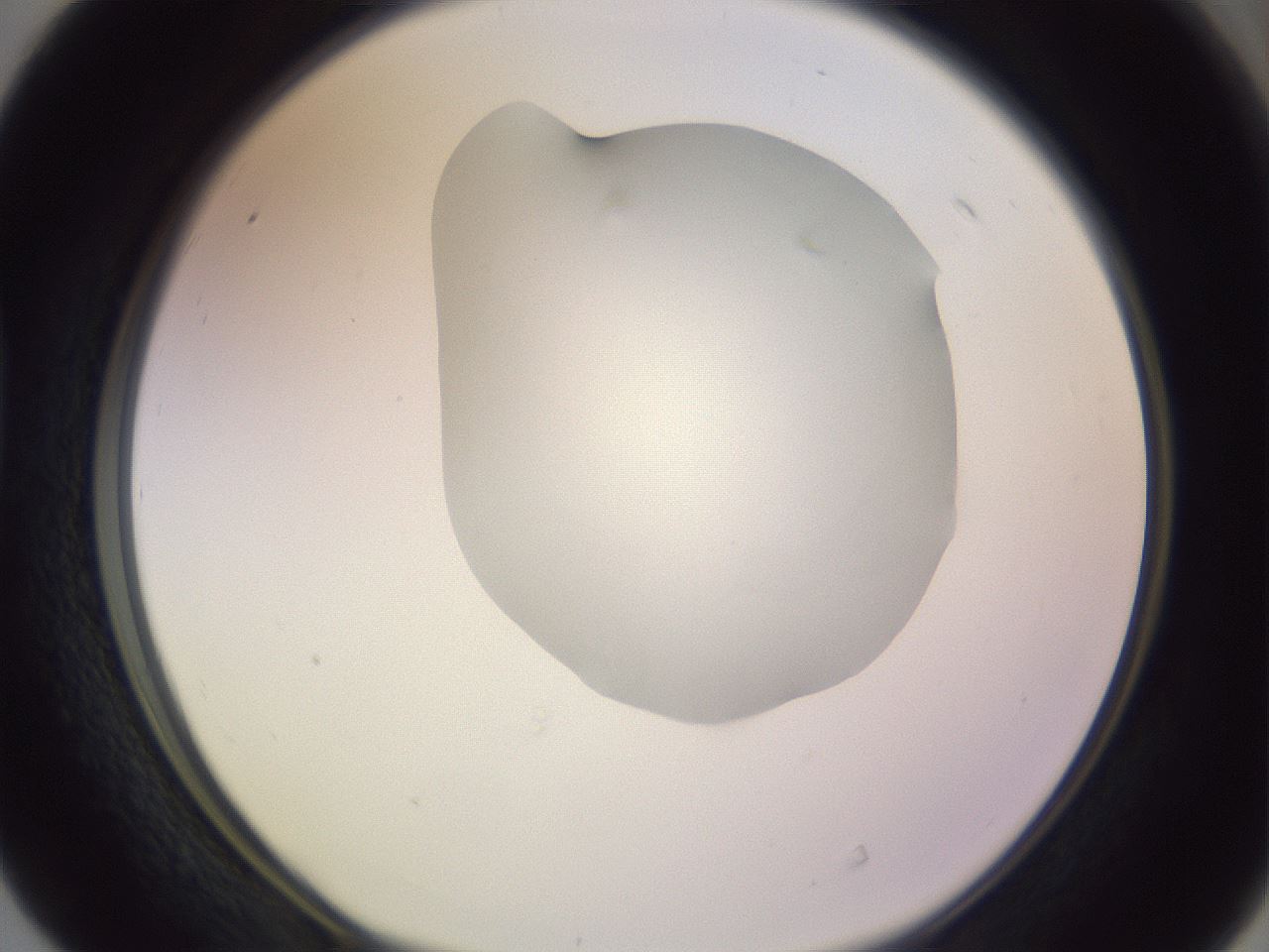 folderID276_plateID1276_batchID4164_wellNum40_profileID1_d1_r73030_ef.jpg