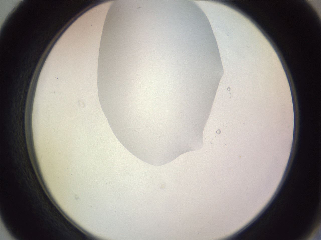 folderID276_plateID1276_batchID4164_wellNum40_profileID1_d2_r73031_ef.jpg