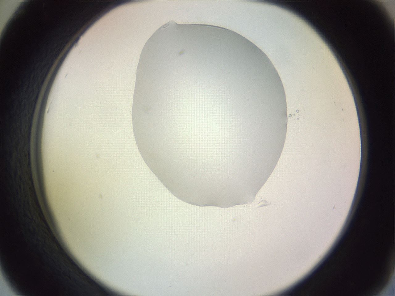folderID276_plateID1276_batchID4164_wellNum42_profileID1_d2_r73035_ef.jpg