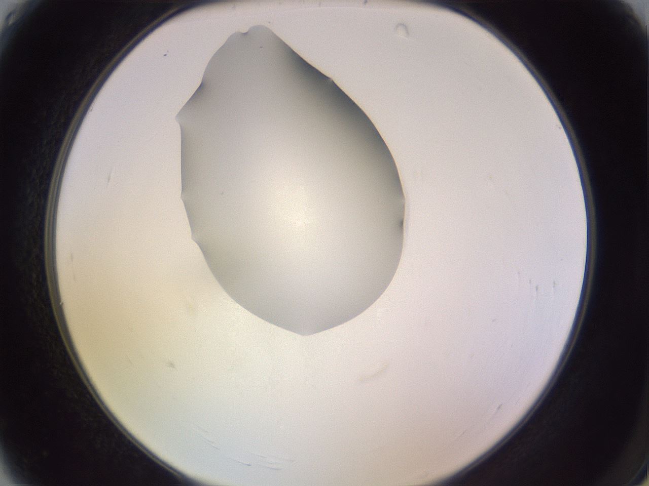 folderID276_plateID1276_batchID4164_wellNum4_profileID1_d2_r72959_ef.jpg
