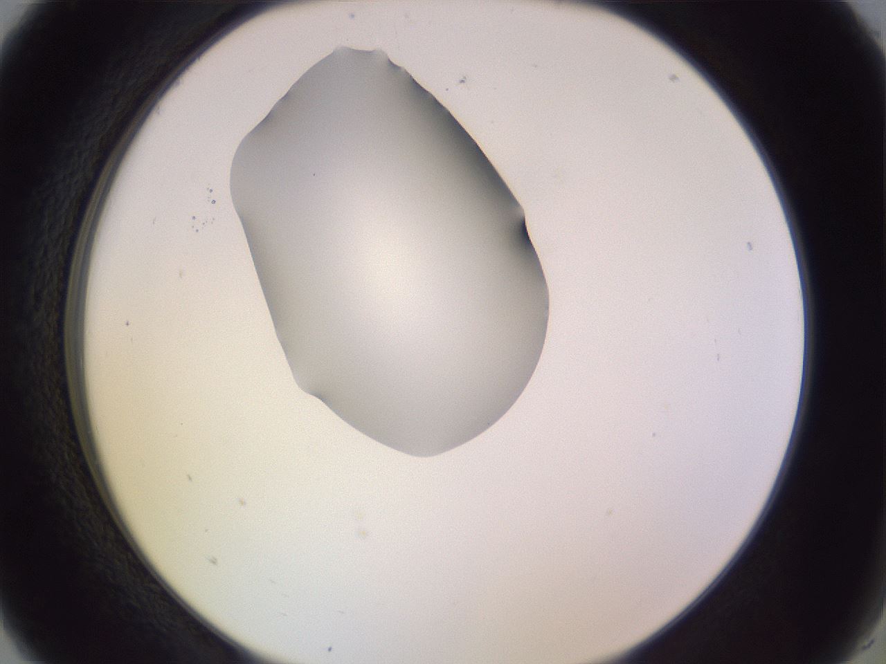 folderID276_plateID1276_batchID4164_wellNum5_profileID1_d2_r72961_ef.jpg