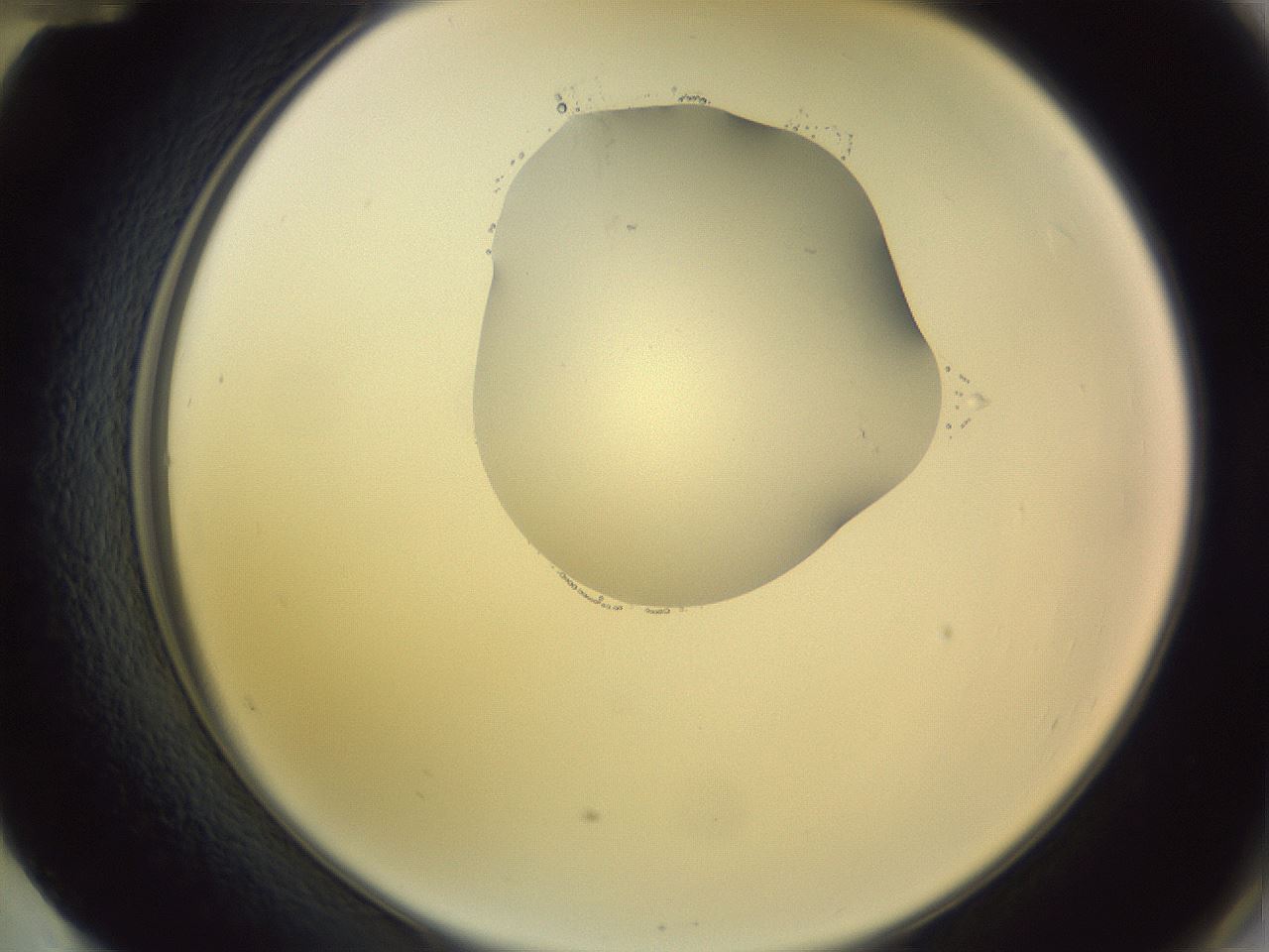 folderID276_plateID1276_batchID4164_wellNum60_profileID1_d2_r73071_ef.jpg