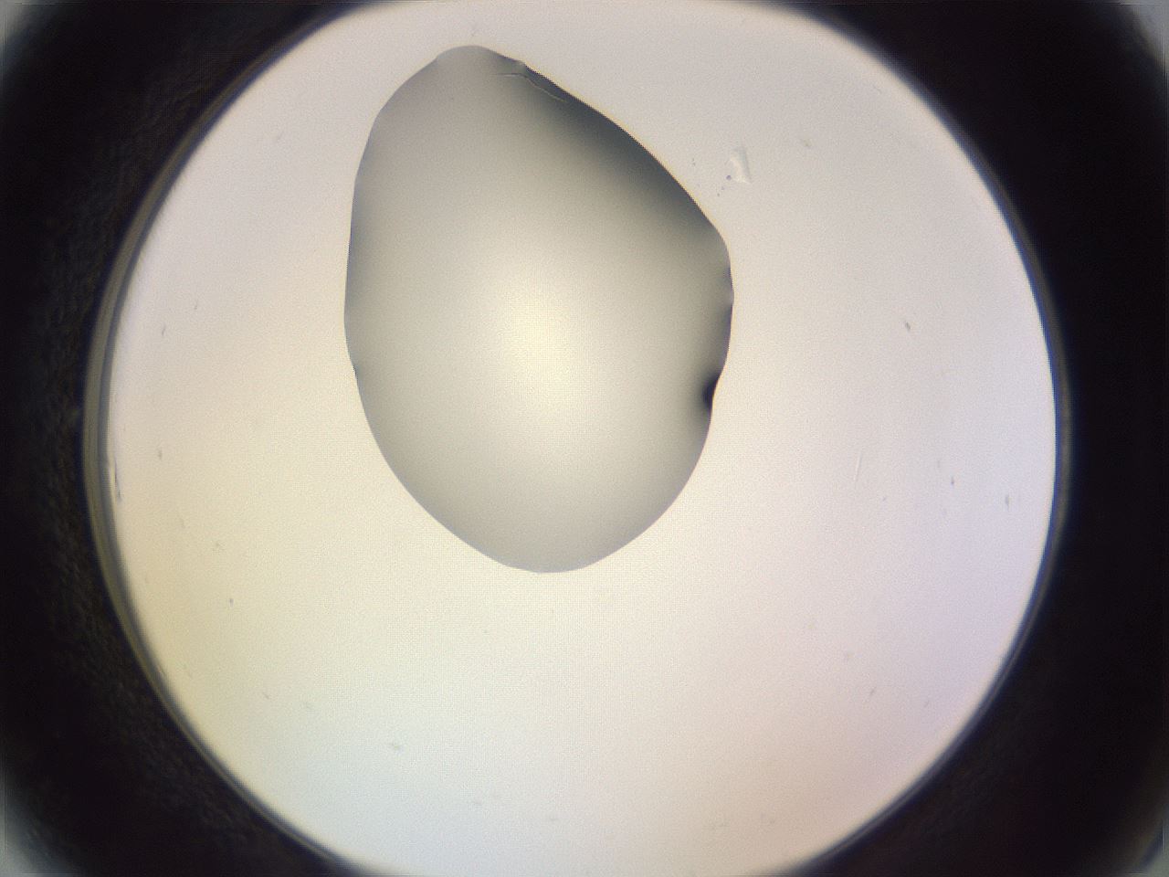 folderID276_plateID1276_batchID4164_wellNum6_profileID1_d2_r72963_ef.jpg