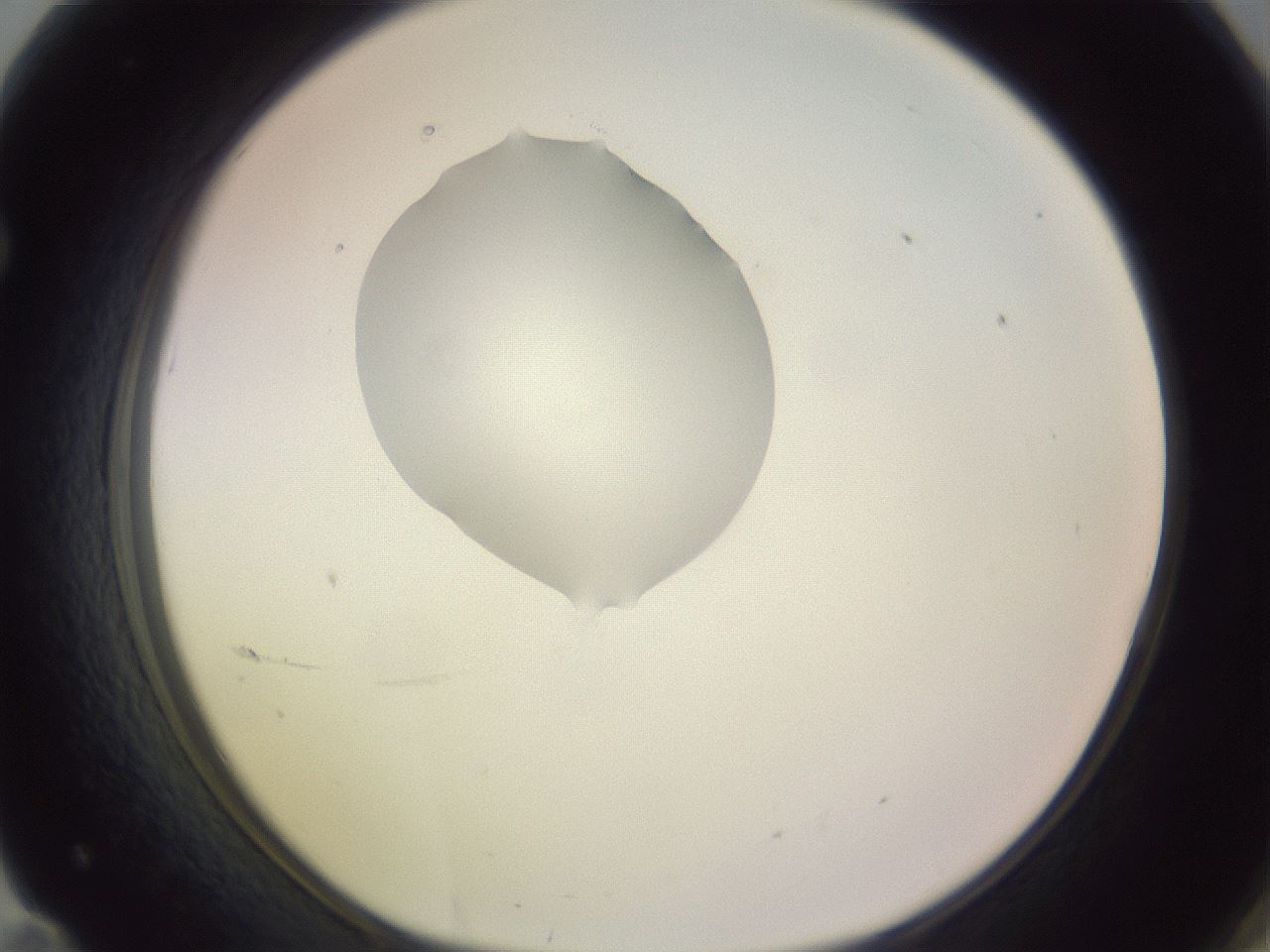 folderID276_plateID1276_batchID4164_wellNum71_profileID1_d1_r73092_ef.jpg