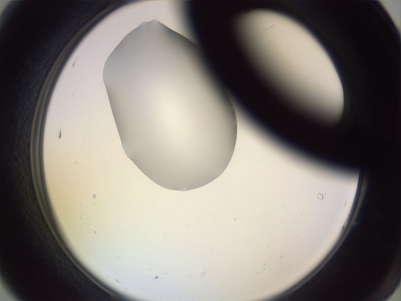 folderID276_plateID1276_batchID4164_wellNum7_profileID1_d2_r72965_ef.jpg