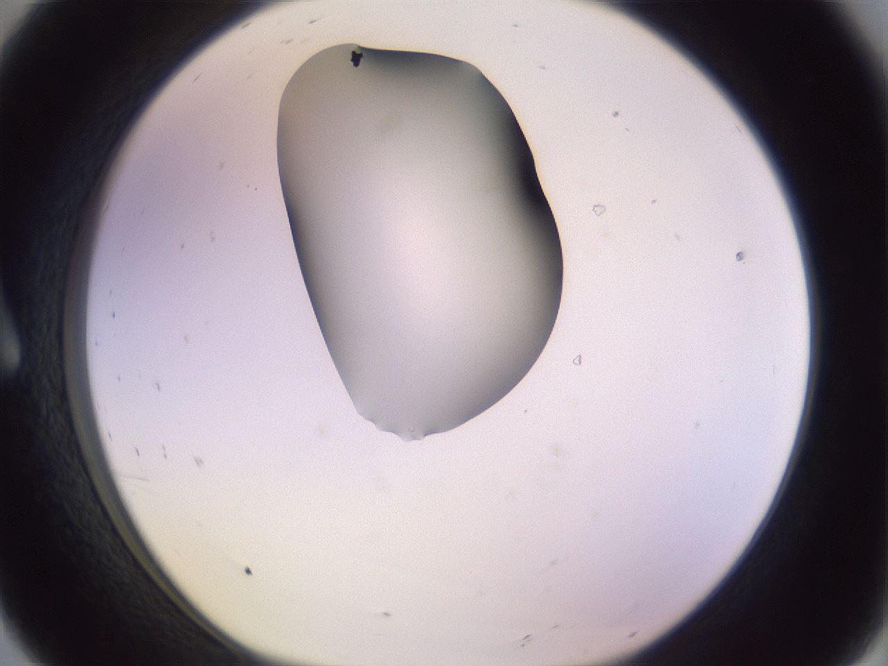 folderID276_plateID1276_batchID4164_wellNum8_profileID1_d1_r72966_ef.jpg
