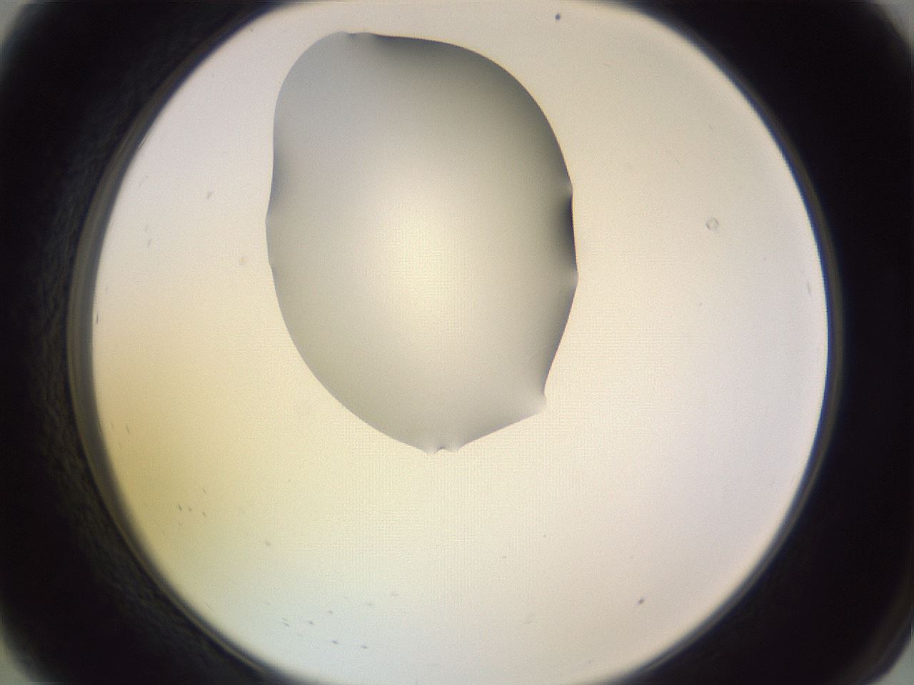 folderID276_plateID1276_batchID4164_wellNum8_profileID1_d2_r72967_ef.jpg