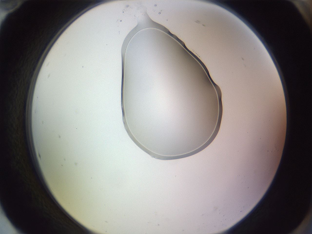 folderID276_plateID1276_batchID4164_wellNum94_profileID1_d2_r73139_ef.jpg