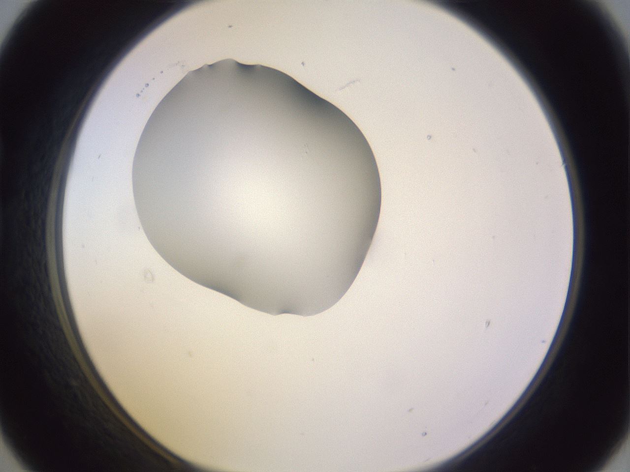 folderID277_plateID1277_batchID4166_wellNum21_profileID1_d1_r73568_ef.jpg