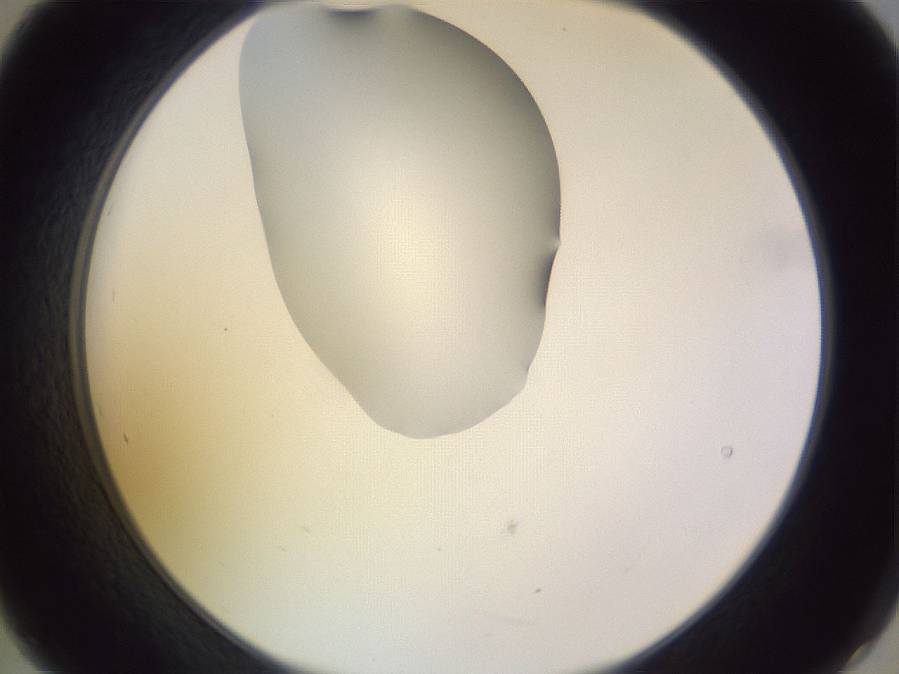 folderID277_plateID1277_batchID4166_wellNum21_profileID1_d2_r73569_ef.jpg