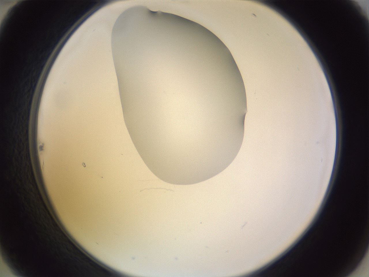 folderID277_plateID1277_batchID4166_wellNum22_profileID1_d2_r73571_ef.jpg