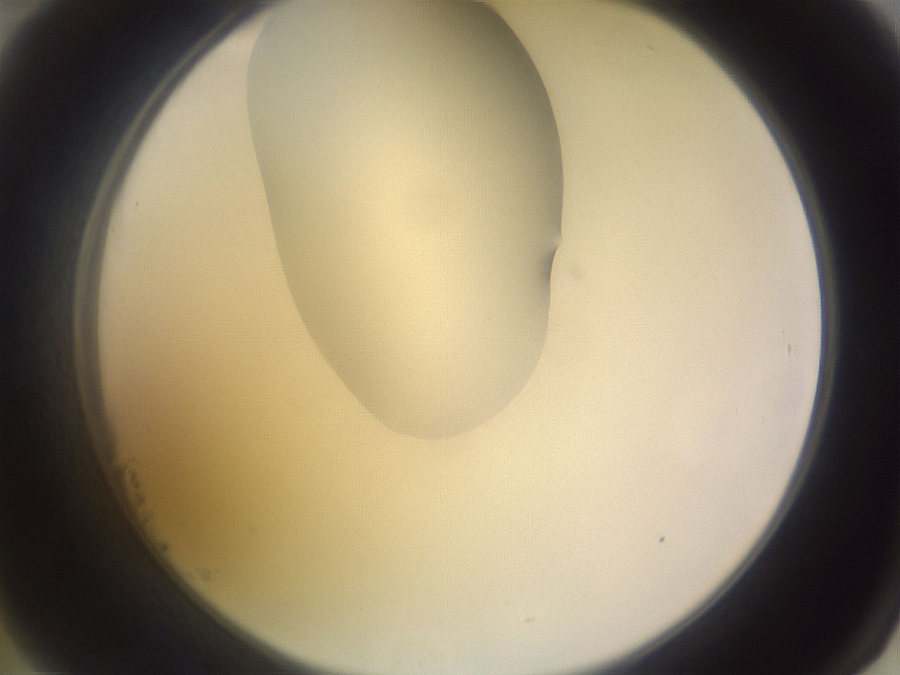 folderID277_plateID1277_batchID4166_wellNum23_profileID1_d2_r73573_ef.jpg