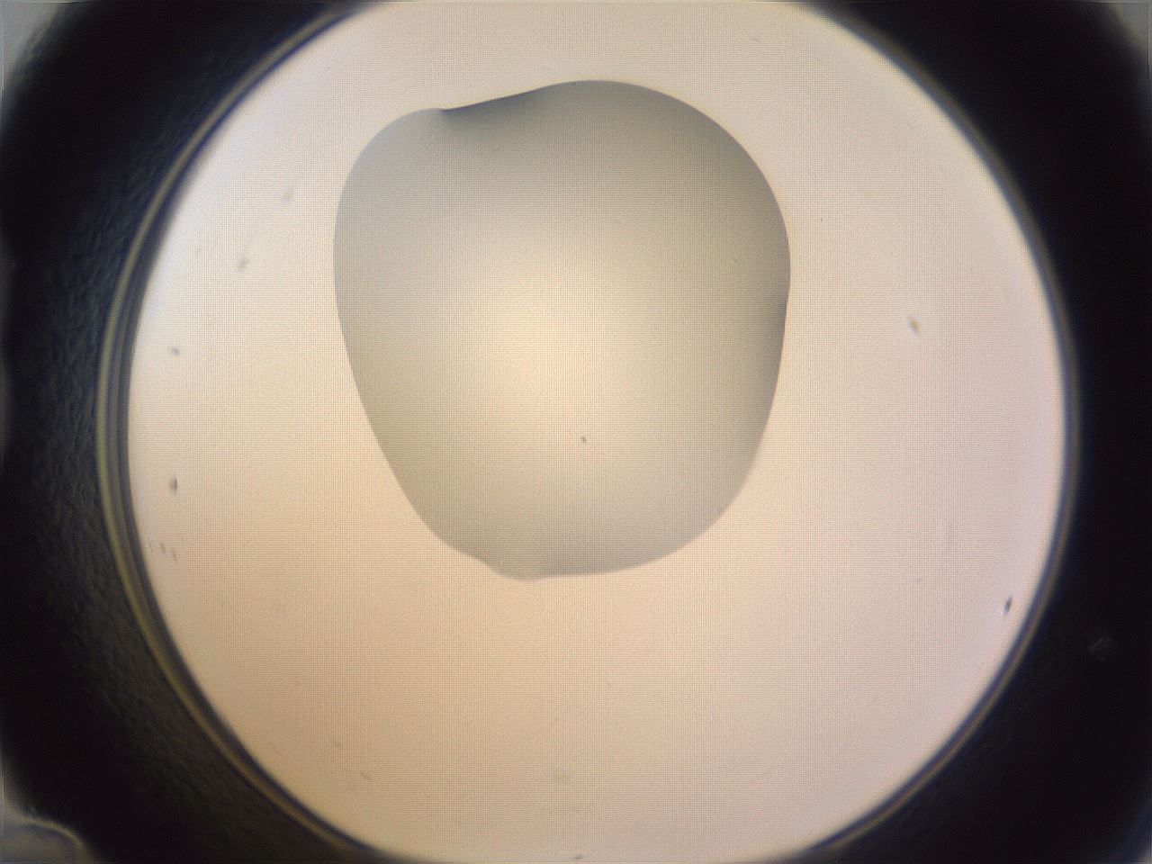 folderID277_plateID1277_batchID4166_wellNum24_profileID1_d1_r73574_ef.jpg