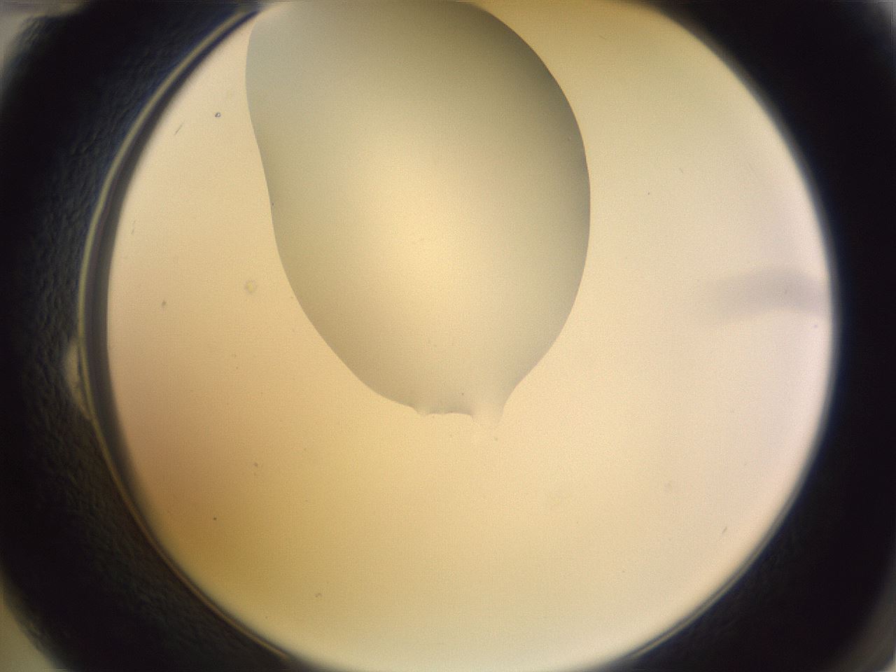 folderID277_plateID1277_batchID4166_wellNum24_profileID1_d2_r73575_ef.jpg