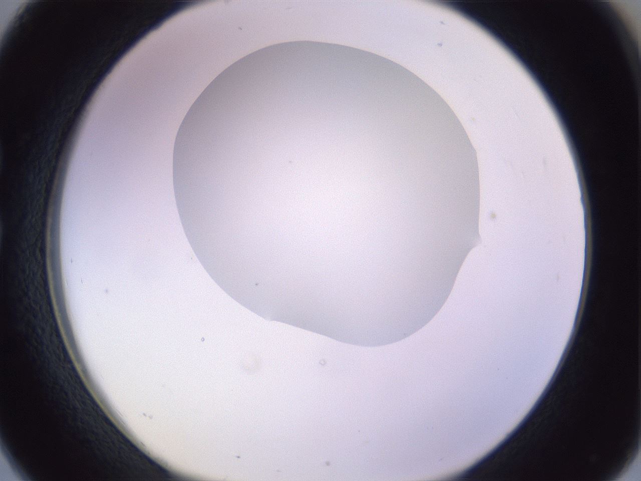 folderID277_plateID1277_batchID4166_wellNum26_profileID1_d1_r73578_ef.jpg