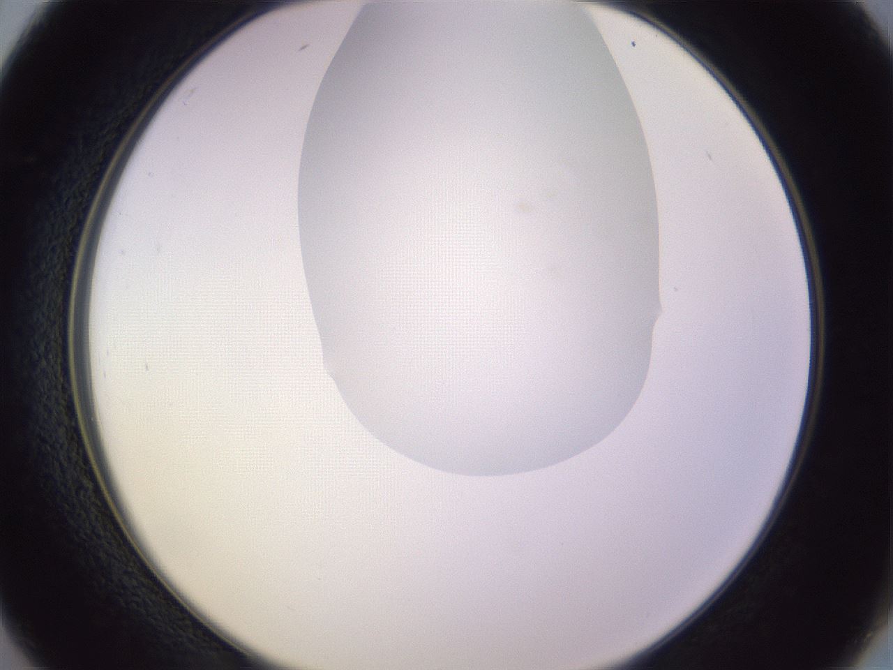 folderID277_plateID1277_batchID4166_wellNum26_profileID1_d2_r73579_ef.jpg