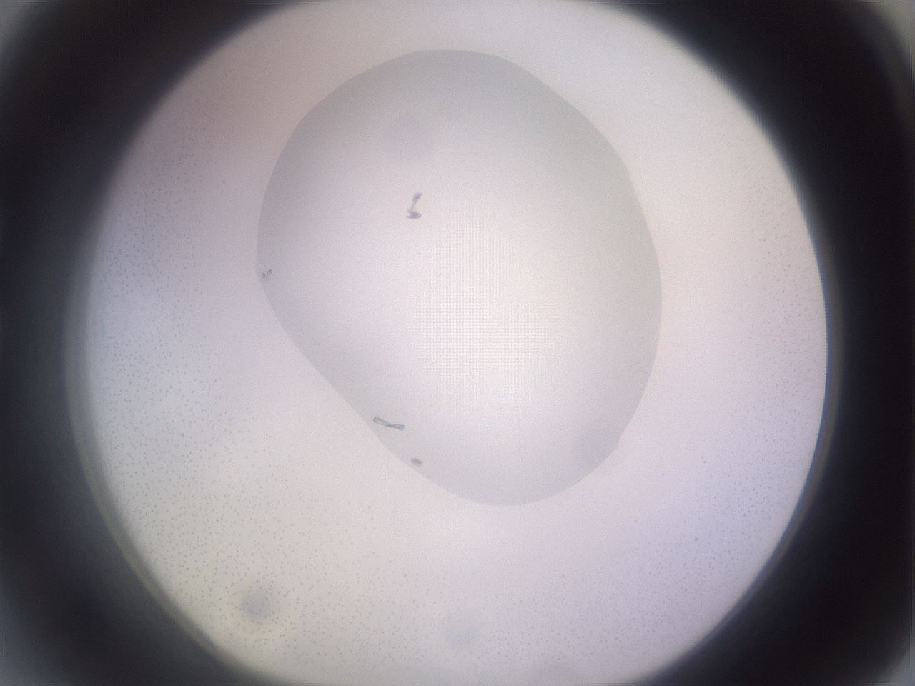 folderID277_plateID1277_batchID4166_wellNum27_profileID1_d1_r73580_ef.jpg