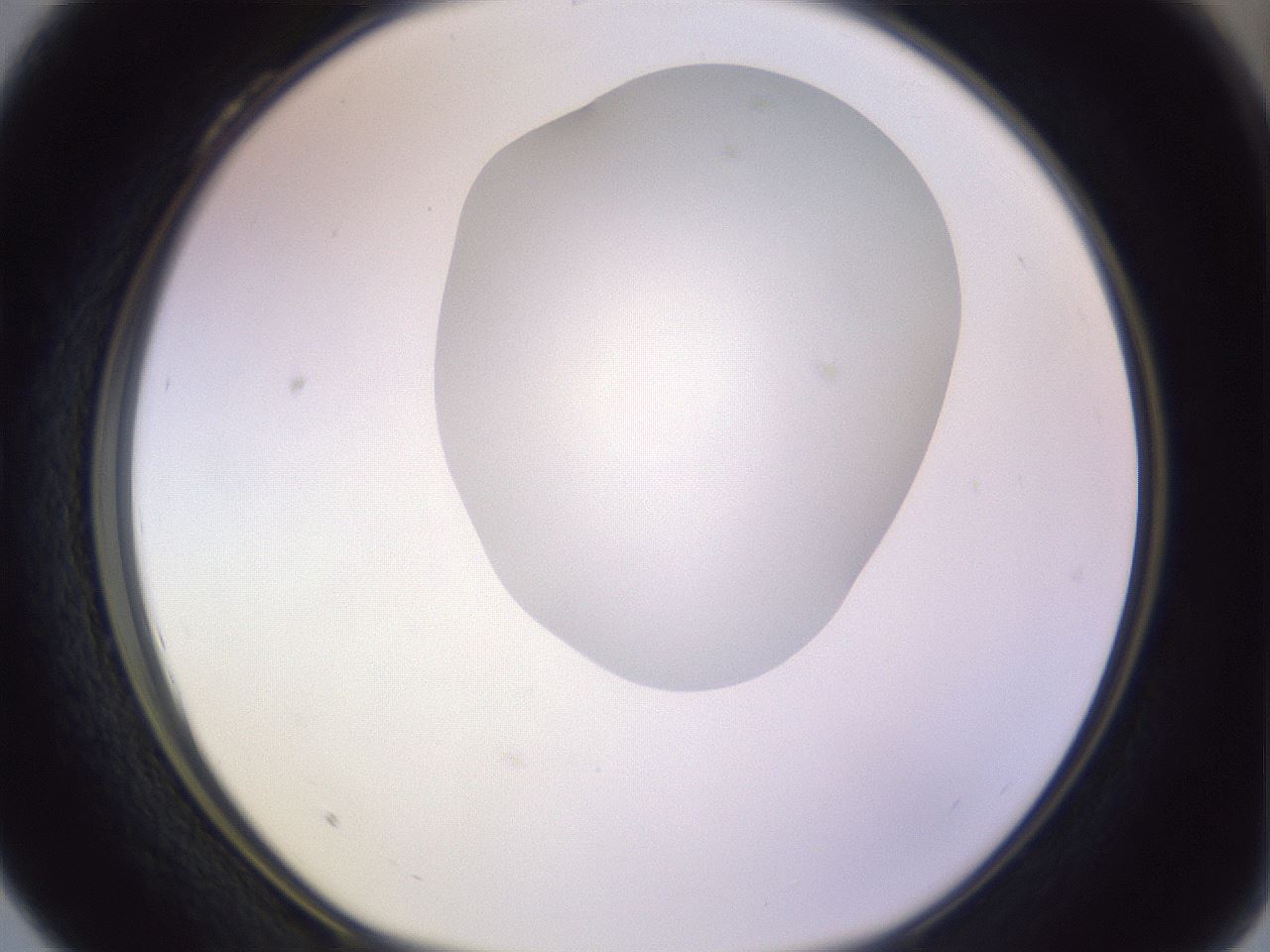 folderID277_plateID1277_batchID4166_wellNum28_profileID1_d1_r73582_ef.jpg