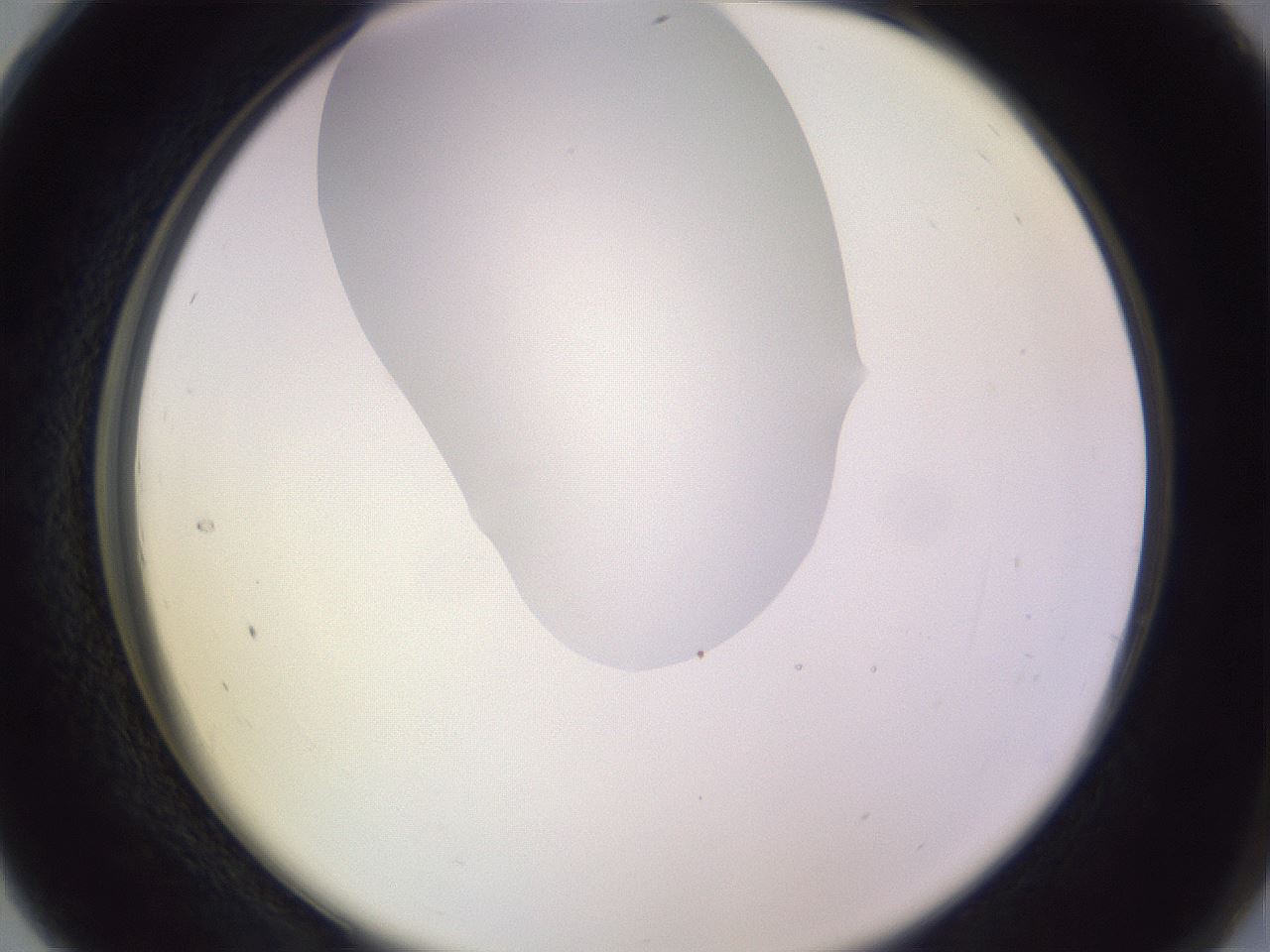 folderID277_plateID1277_batchID4166_wellNum28_profileID1_d2_r73583_ef.jpg