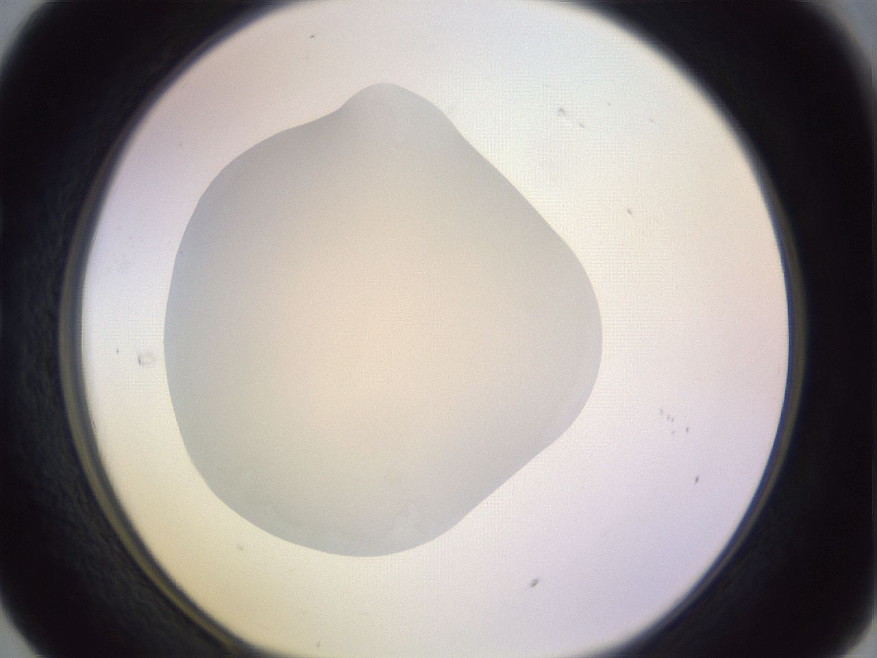 folderID277_plateID1277_batchID4166_wellNum29_profileID1_d1_r73584_ef.jpg