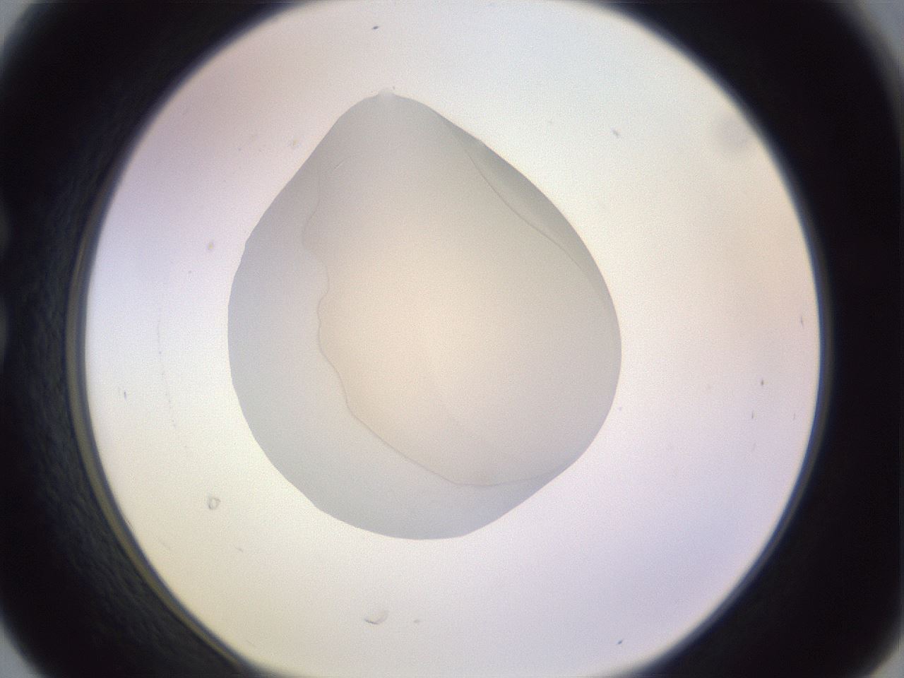 folderID277_plateID1277_batchID4166_wellNum30_profileID1_d1_r73586_ef.jpg