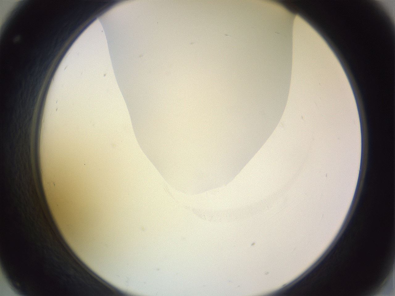 folderID277_plateID1277_batchID4166_wellNum32_profileID1_d2_r73591_ef.jpg