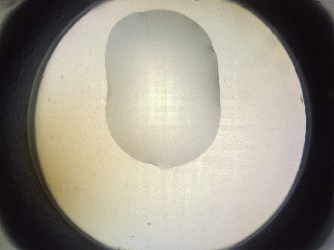 folderID277_plateID1277_batchID4166_wellNum46_profileID1_d2_r73619_ef.jpg